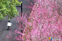 来邵阳看“梅”景！