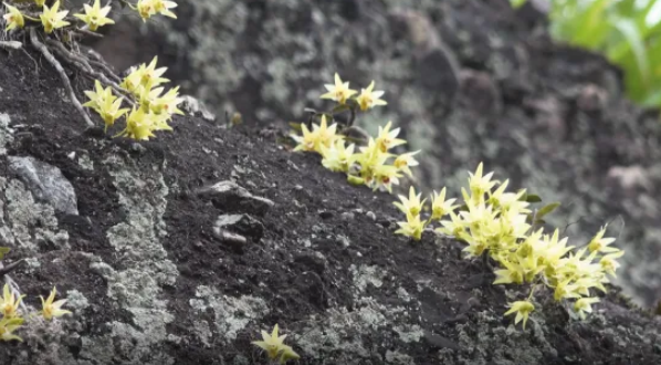 微信图片_20260206150800