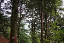 “铁杉王国”重生记！邵阳这个案例获评省级优秀实践成果